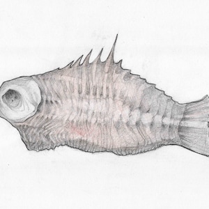 Könnte beinhalten: Eine Bleistiftzeichnung eines Fisches mit einer stacheligen Rückenflosse und einem großen Auge. Der Fisch ist in Grautönen und Braun gezeichnet.