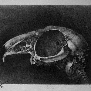 lepus cerebrum &quot;print&quot;