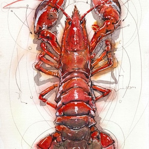 Può includere: Illustrazione ad acquerello di un'aragosta cotta, nei toni del rosso e del marrone. Il crostaceo è raffigurato dall'alto, con linee anatomiche dettagliate e annotazioni. Le chele dell'aragosta sono in evidenza. Lo stile è scientifico.