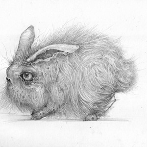 May include: A detailed pencil drawing of a furry, rabbit-like creature with large ears and a textured, wrinkled face. The creature is depicted in a side profile, with its head turned slightly to the left.