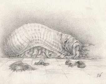 May include: A pencil drawing of a creature with a segmented shell, curled up on a tiled floor. The creature has a long, thin tail and appears to be shedding its skin.
