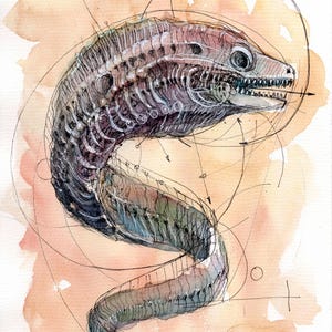 Può includere: Illustrazione ad acquerello di una creatura stilizzata simile a un'anguilla con una struttura scheletrica dettagliata. L'opera presenta una tavolozza di colori tenui di blu, viola e verdi, su uno sfondo color pesca chiaro. Sottili linee nere sovrappongono la creatura.