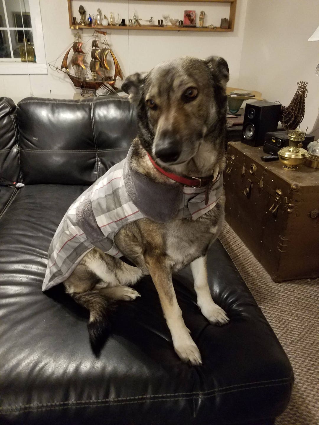 XXL Dog Coats 4 Coats For The Price Of One Etsy xxl-dog-coats-4-coats-for-the-price-of-one-etsy