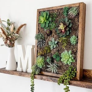 live real echeveria succulents for sale online free shipping Echeveria Japanese Rusby Cluster 4” Rare Succulent Plant – True Succulents  Plant Co main image 1