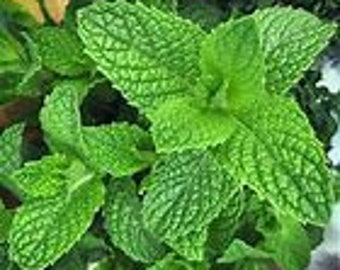 Organic Dried Peppermint Leaves