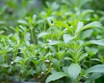 Loose  Organic Dried Stevia