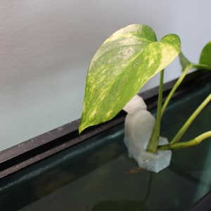 May include: A variegated green and yellow plant with long stems growing in a clear glass tank with a white plastic base.