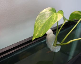 Adjustable Aquarium Plant Holder - Universal Fit for Rimmed or Rimless Tanks