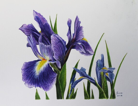 Items similar to Original Watercolor Painting Irises Flowers Botanical ...