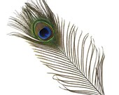 Wholesale Natural Real Peacock Feathers 25-30CM 10-12 inch Decor Feather for Crafts DIY Home Party Wedding Decoration Plumes