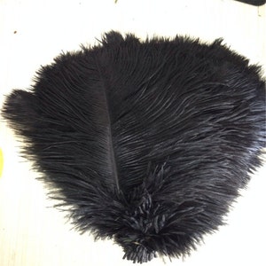 May include: A bunch of black ostrich feathers. The feathers are long and fluffy, with a natural curve. They are perfect for crafting and decorating.