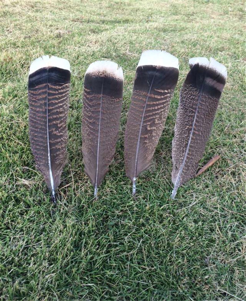 Turkey feathers Turkish feathers White headfeathers 2530CM Etsy