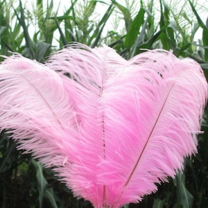 May include: A bunch of pink ostrich feathers. The feathers are soft and fluffy, and they are arranged in a fan shape.