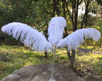 AAA plumes d’autruche blanches 15-80 cm 10PCS décorations de mariage fête dansante plumes de fête