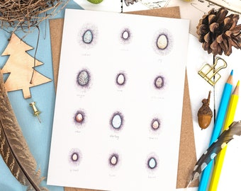 Tiny Eggs || Greetings Card || Nature Inspired Card || Bird eggs || Scottish Birds || Garden birds || Easter Eggs || Easter Greetings