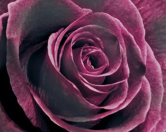 Purple Rose Photo, Rose Photos, Photo Realism, Rose Photo Art Print, Rose Wall art, Macro photography, Flower photos, New Orleans Photos