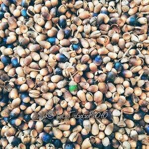 Fall Photos, Nature Photography, Acorns, October Photos, Thanksgiving, Oak Trees, Be Unique,New Orleans Photos, Stand out, Seasonal Photos