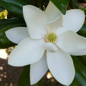 New Orleans Photography, New Orleans Art, Magnolia Flower, Louisiana photos, New Orleans Home Decor, Louisiana Photography, Nature Photo