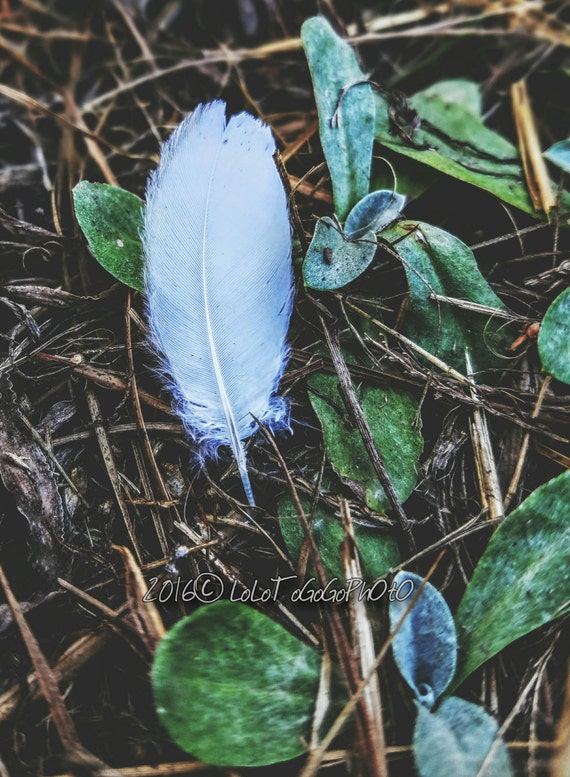 Dad's first feather