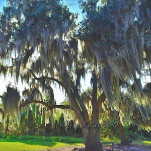 Louisiana Live Oak Tree, Louisiana photo, Louisiana Art, Louisiana Decor, New Orleans Photos, New Orleans Art, New Orleans Decor, Nature pic