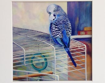 Parakeet Giclee Print, Blue Budgie and Cage,  20 x 20 Archival Print With  30cm x 30cm Mount Option, From Oil Painting 'Bruno On Top'
