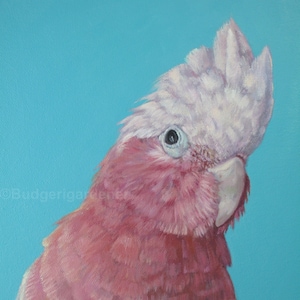 Galah Greeting Card, Pink Cockatoo, Cockatoo Art, Cheeky Bird Card, From Oil Painting -  Australian Bird, Roseate Cockatoo