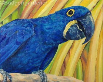 parrots hyacinth macaw giclee print of original oil etsy