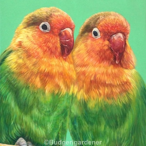 Carte de vœux Lovebird, Carte de Saint-Valentin, Carte perroquet, Liebesvogel, Art d’oiseau coloré, peinture à l’huile