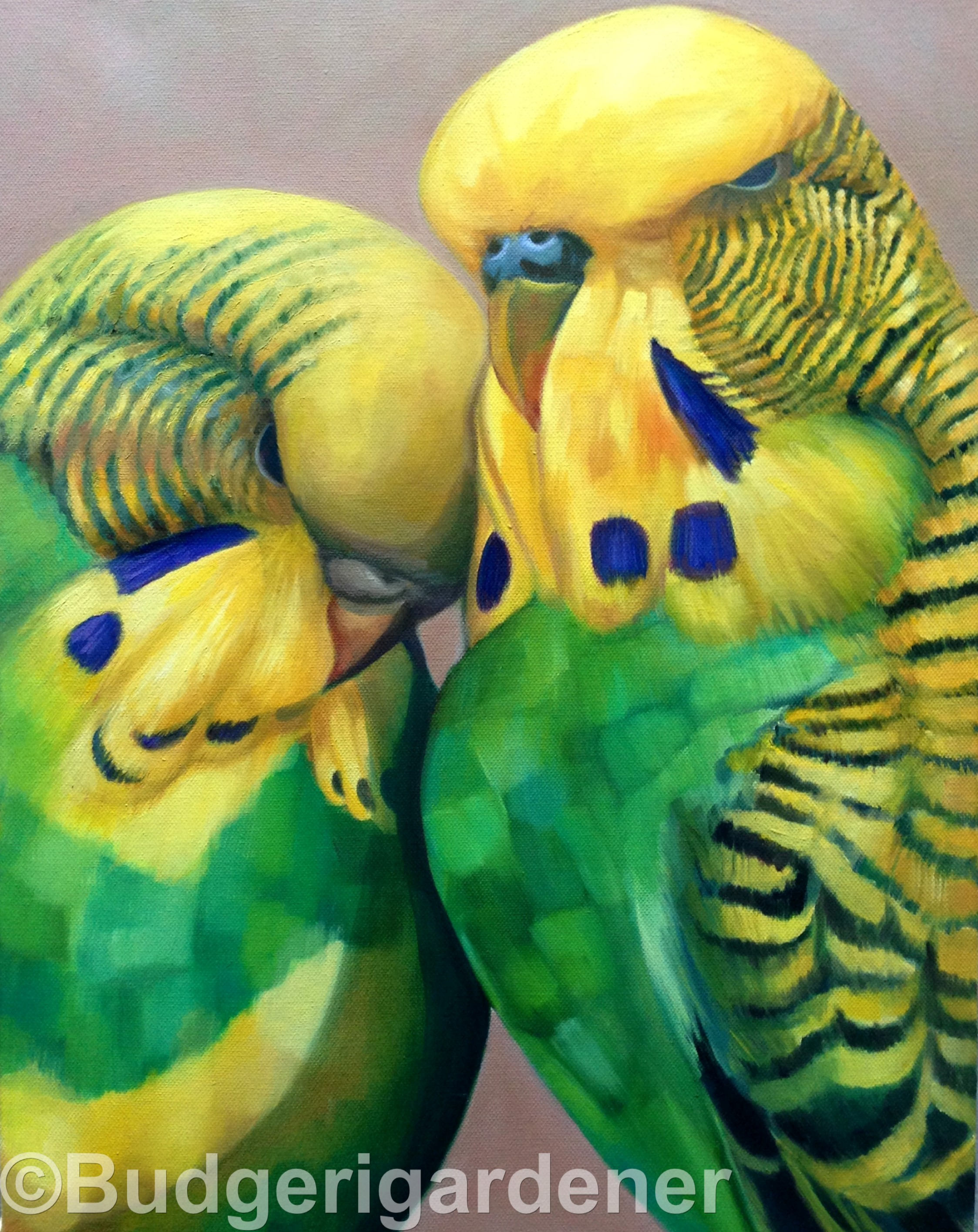 Wellensittich Grußkarte Wellensittich Valentinskarte. Art Etsy
