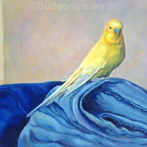 Yellow Budgie Greeting Card of  &#39;Basil&#39;, an Oil Painting By Budgerigardener, Lutino Budgie, Realism,  Parakeet art, Wellensittich, Undulat,
