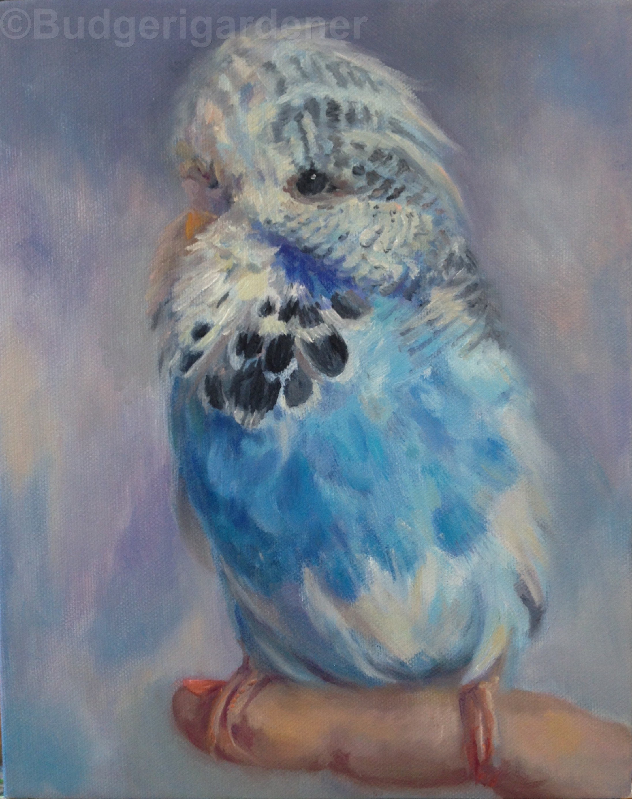 Baby Budgie Greeting Card From Oil Painting by - Etsy