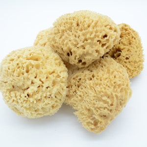 Premium FL Rock Island Wool Sea Sponge for gentle bath, Most luxurious Super Soft and Durable.