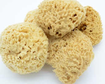 Premium FL Rock Island Wool Sea Sponge for gentle bath, Most luxurious Super Soft and Durable.