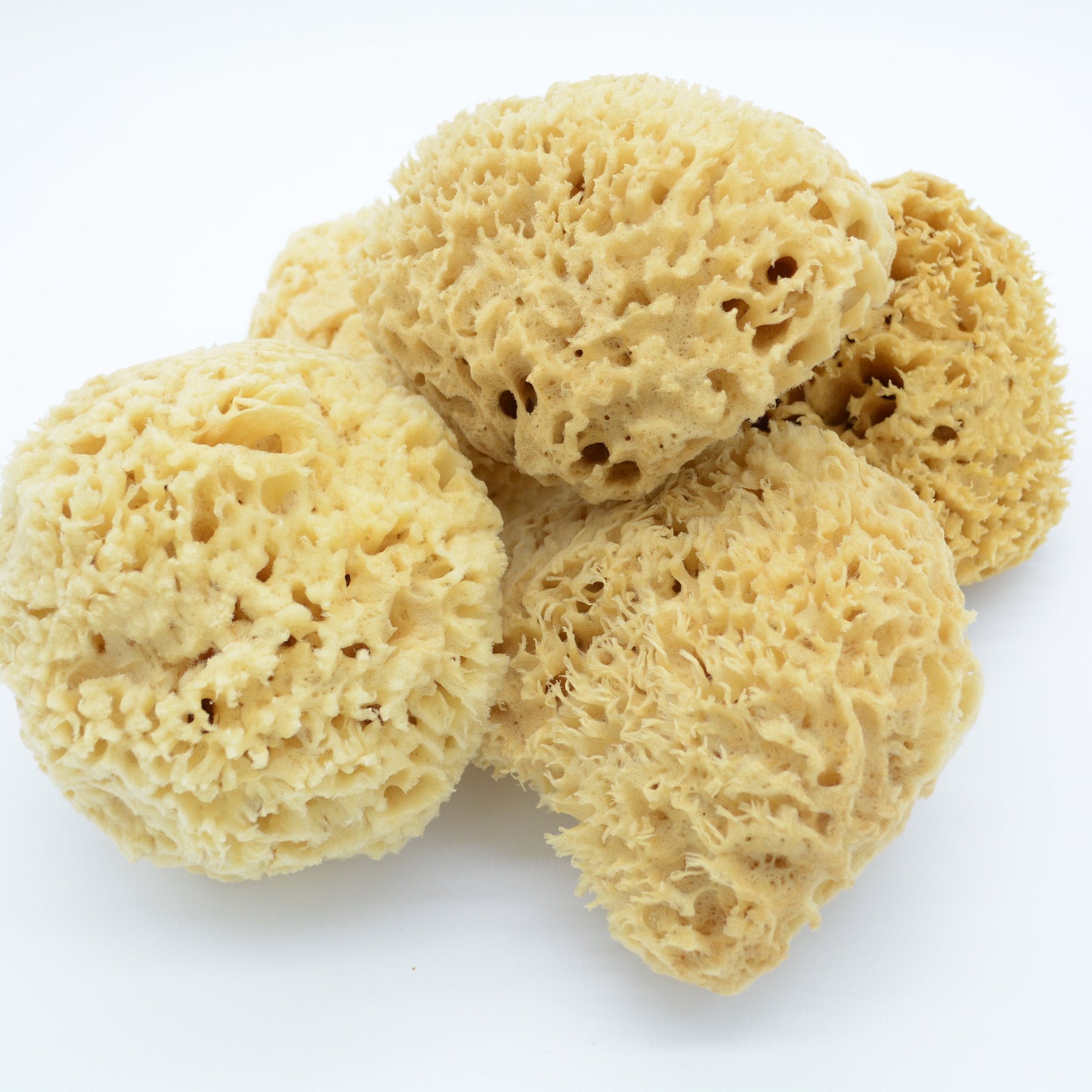 Gulf Coast Natural Sheep's Wool Sea Sponge – Fairhope Soap Company