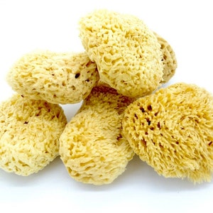  Baby Buddy Natural Yellow Sea Sponge, Newborn Bath Time  Essential, Soft and Gentle for Tender Skin, Hypoallergenic and  Biodegradable, 1 Pack : Baby