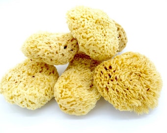 Prime Key West Wool sea sponge for gentle bath and shower, medium and large size