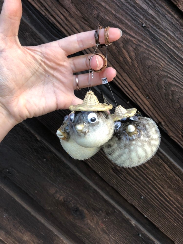 Taxidermy Puffer Fish with Straw Hat Etsy