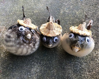 Taxidermy Puffer Fish