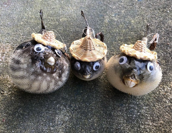 stuffed puffer fish