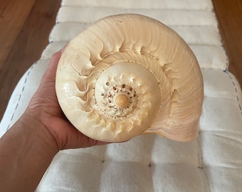Giant Ocean Shell Conch | Melo Broderipii | Tiger Seashell | Mollusk | Striped Tiger Shell | Large Seashell 6" H 12" L | Gift for Collector