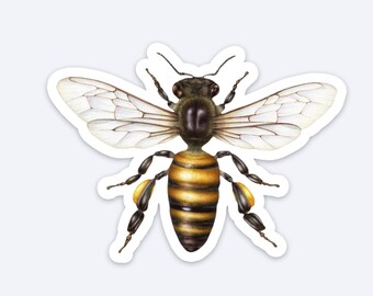 Honigbiene Vinyl Sticker