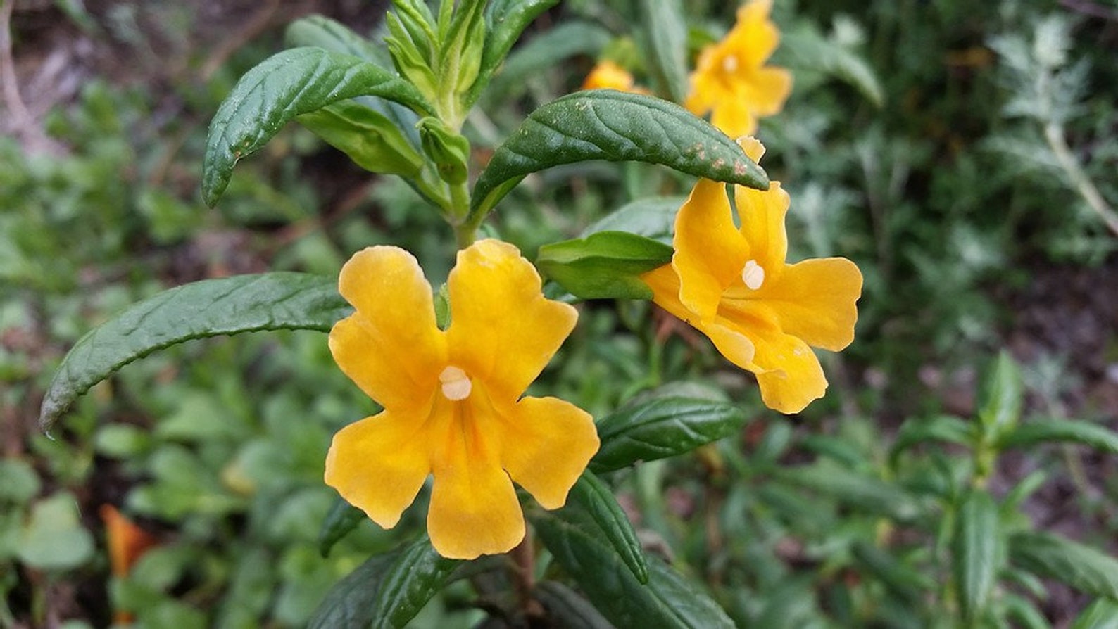 Sticky monkey flower seeds etsy