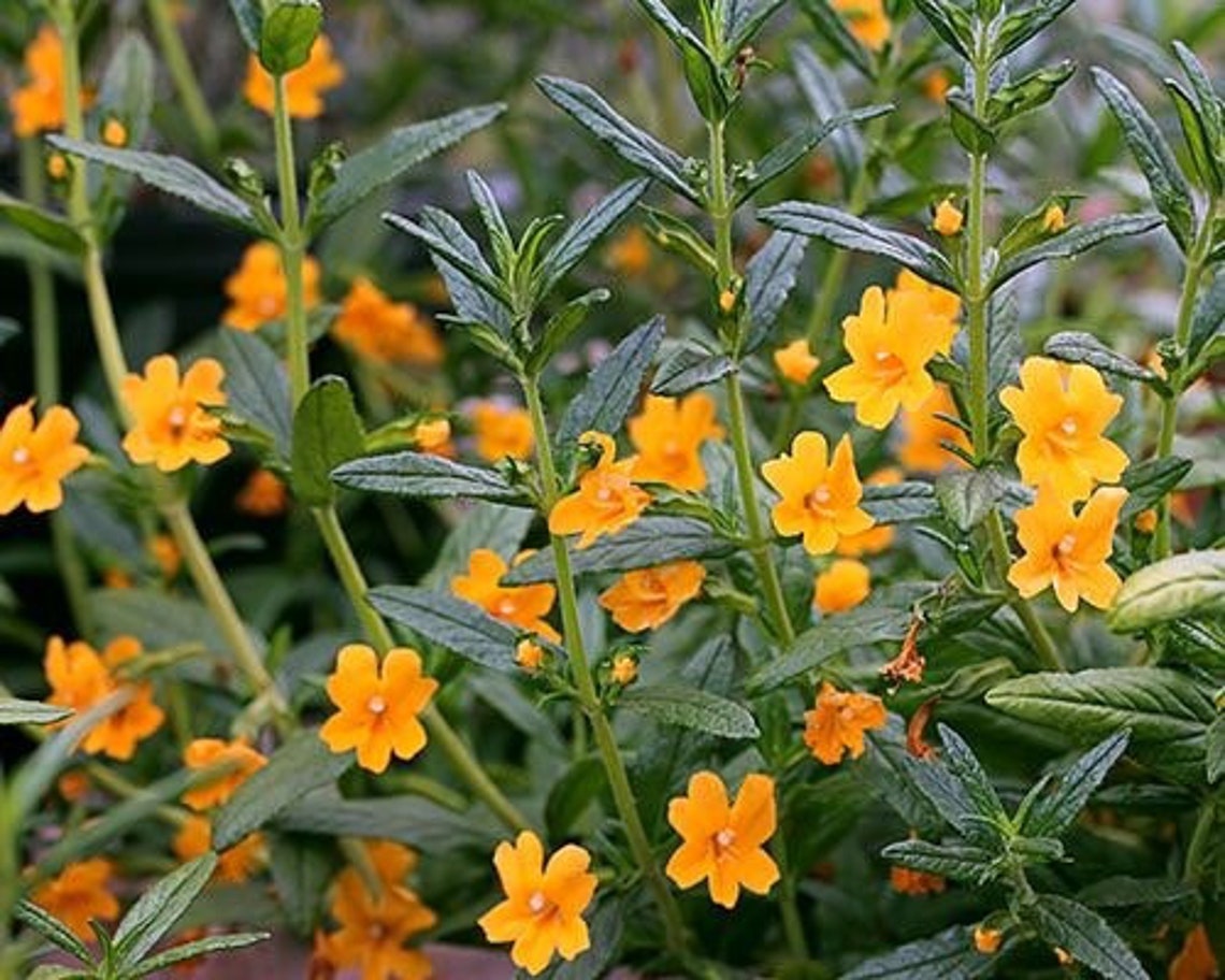 Sticky monkey flower seeds etsy