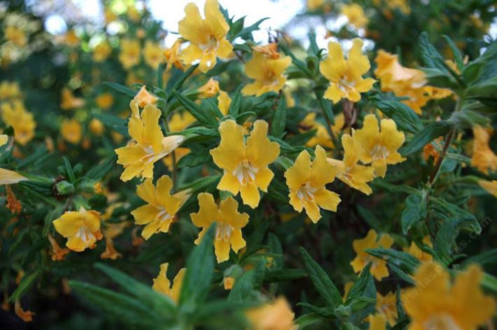 Sticky monkey flower seeds etsy