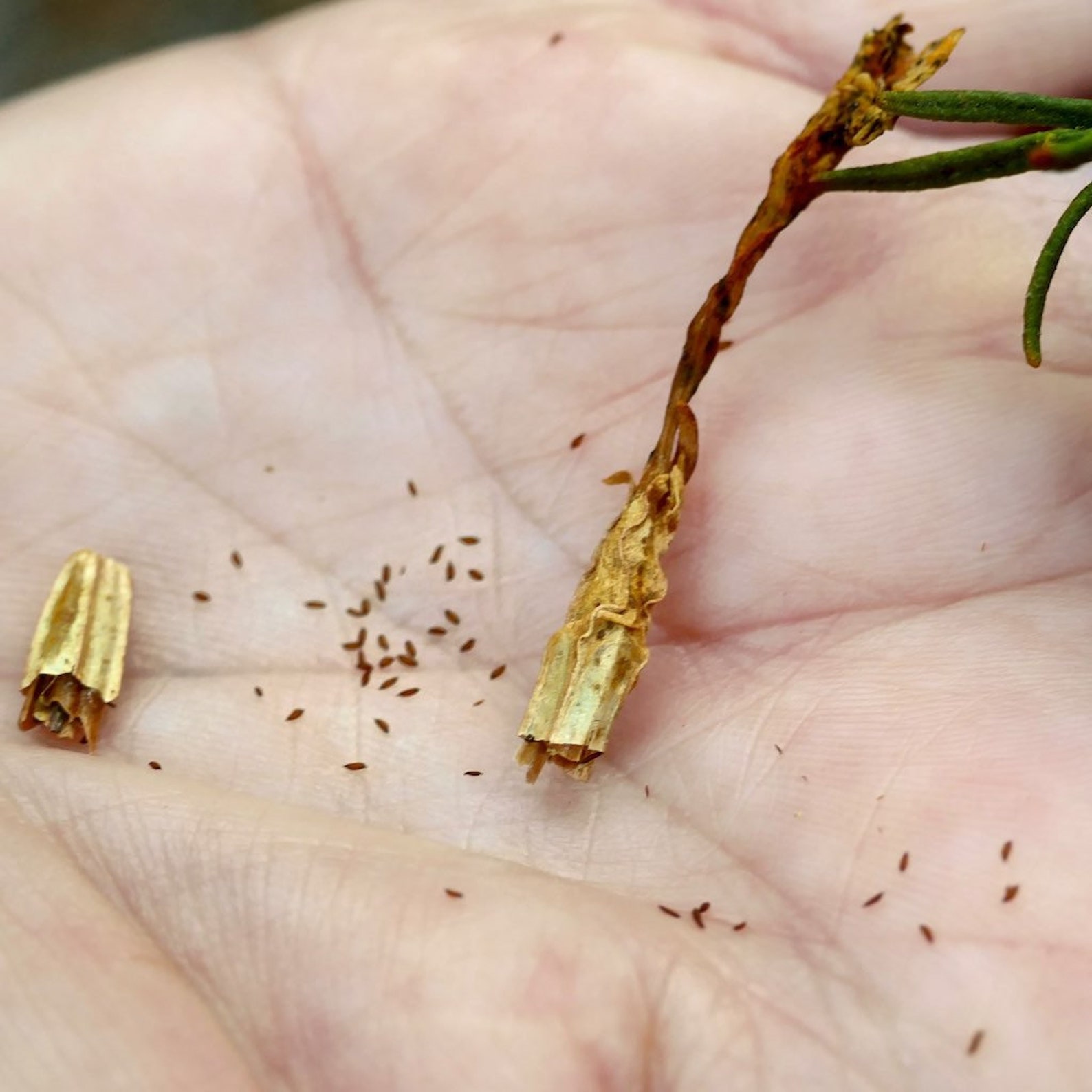 Sticky monkey flower seeds etsy