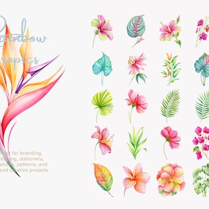 May include: A collection of watercolor illustrations featuring a large bird of paradise flower on the left with the text Rainbow Tropics, and a grid of twenty-four smaller tropical flowers and green leaves on the right, all on a white background.