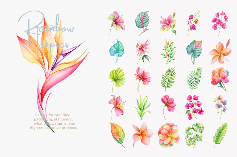 May include: A collection of watercolor illustrations featuring a large bird of paradise flower on the left with the text Rainbow Tropics, and a grid of twenty-four smaller tropical flowers and green leaves on the right, all on a white background.