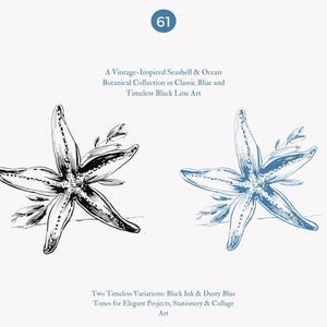 May include: Two illustrations of a starfish with a simple line art style. One is in black ink and the other is in dusty blue. The text "A Vintage-Inspired Seashell & Ocean Botanical Collection in Classic Blue and Timeless Black Line Art" is above the illustrations. The text "Two Timeless Variations: Black Ink & Dusty Blue Tones for Elegant Projects, Stationery & Collage Art" is below the illustrations.