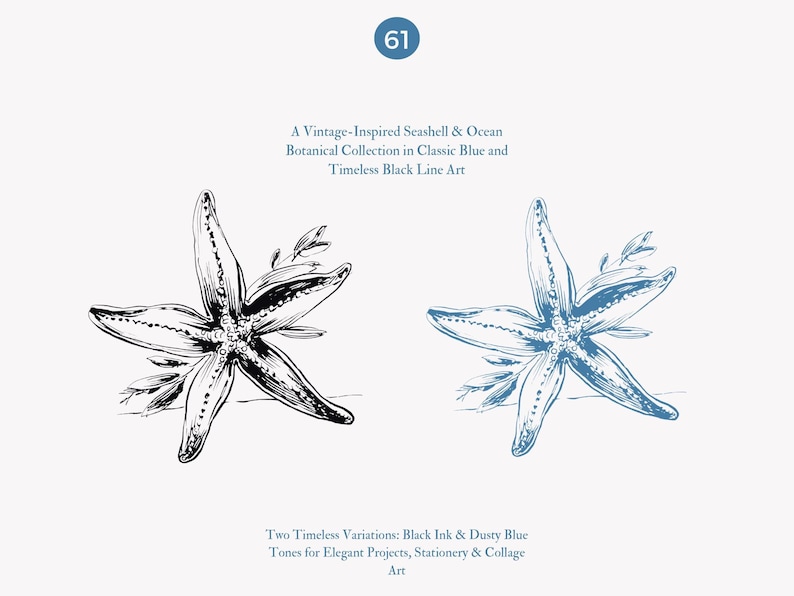 May include: Two illustrations of a starfish with a simple line art style. One is in black ink and the other is in dusty blue. The text "A Vintage-Inspired Seashell & Ocean Botanical Collection in Classic Blue and Timeless Black Line Art" is above the illustrations. The text "Two Timeless Variations: Black Ink & Dusty Blue Tones for Elegant Projects, Stationery & Collage Art" is below the illustrations.