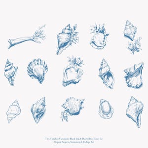 May include: A collection of 14 hand-drawn illustrations of seashells in a dusty blue color. The illustrations are in various styles and sizes, with some featuring delicate floral details.